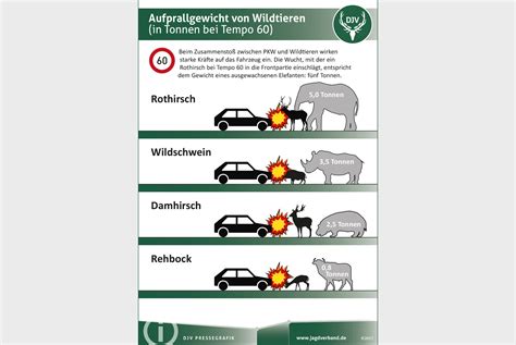 Achtung Wildwechsel Motus Magazin