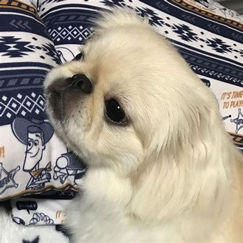 A Small White Dog Laying On Top Of A Bed