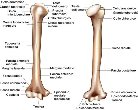 Quante Ossa Ed Articolazioni Abbiamo Nel Nostro Corpo Medicina Online