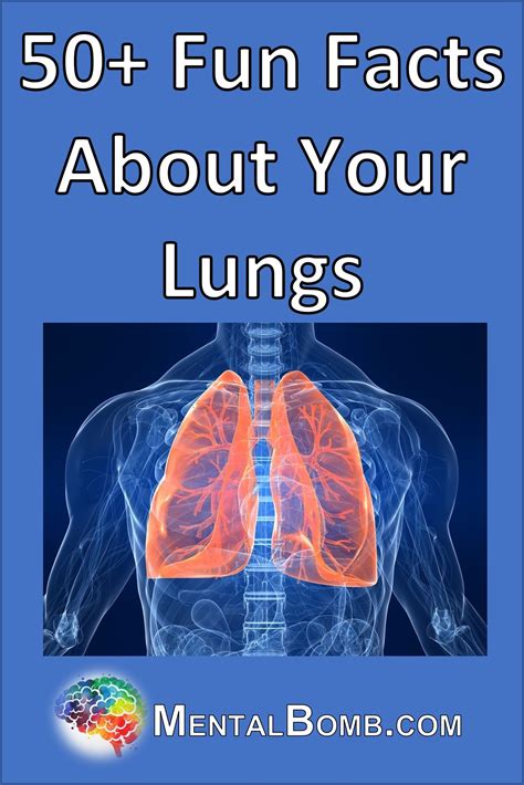 50 Fascinating Facts About Lungs