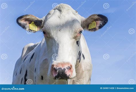 Portrait Of A Dutch Holstein Cow Editorial Stock Photo Image Of Head