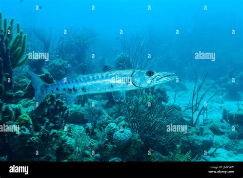 Great Barracuda Sealife Underwater Fotos Und Bildmaterial In Hoher