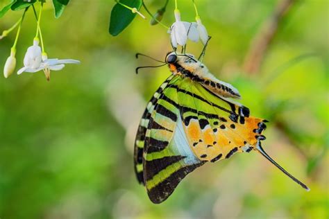 Most Colorful Butterflies In The World