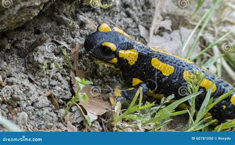 Salamandre De Feu Salamandra De Salamandra Salamandra Photo Stock