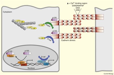 Adherens Junctions Current Biology