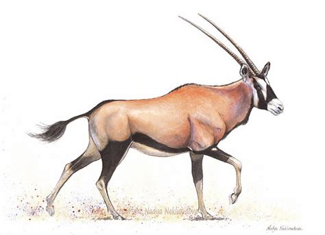 Oryx Aka Gemsbok Antelope Watercolour And Ink Animals Artwork