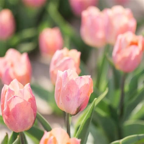 Pink Tulip Flowers Symbolic Meaning