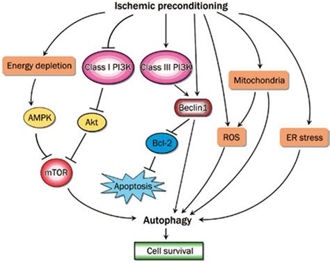 The Protective Roles Of Autophagy In Ischemic Preconditioning