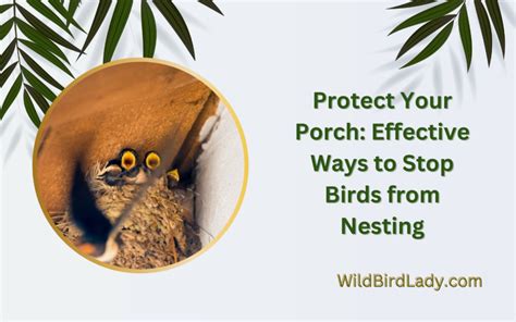 Protect Your Porch Effective Ways To Stop Birds From Nesting