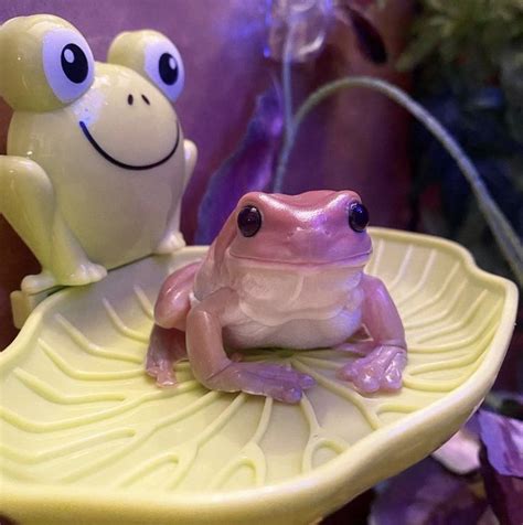 There Are Real Pink Frogs