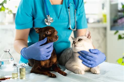 Veterinário Examinando Cachorro E Gato Cachorrinho E Gatinho No Médico