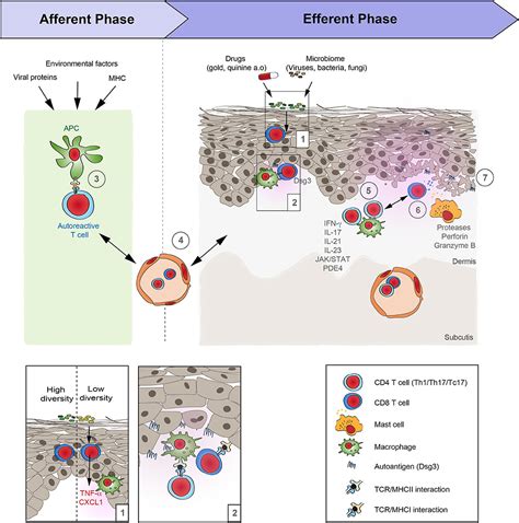 Frontiers Lichen Planus