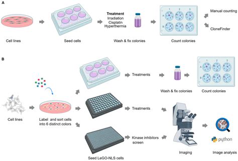 Schematic Representation Of Experimental Methodologies Used In The