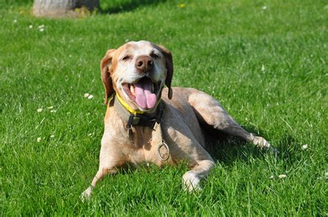 Weak Bones in Dogs: Understanding the Causes | Canna-Pet®