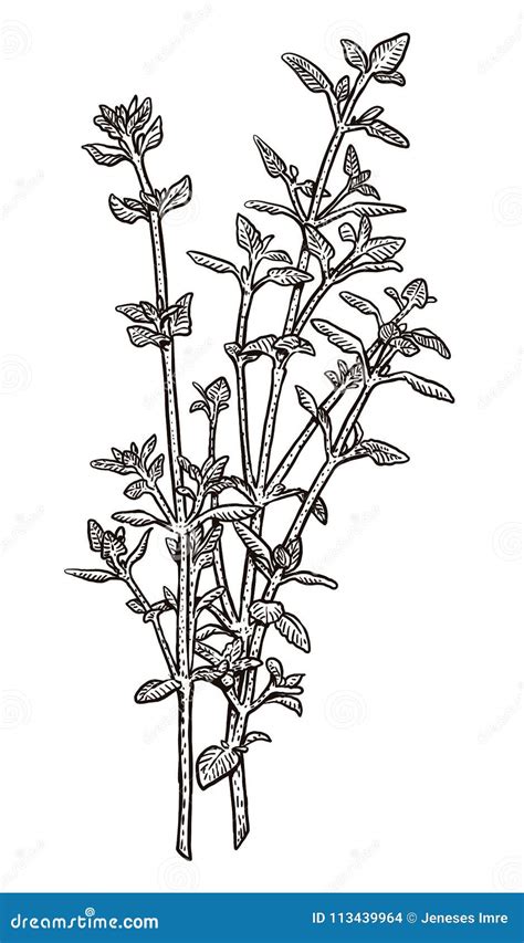 Thyme Illustration Drawing Engraving Ink Line Art Vector Stock