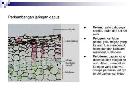 PPT MERISTEM JARINGAN DASAR DAN JARINGAN PELINDUNG PowerPoint