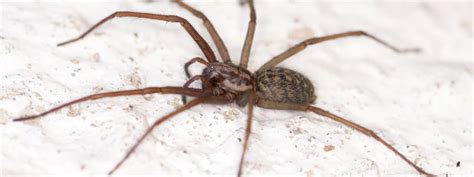 Hobo Spider Control Get Rid Of Hobo Spiders Senske