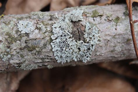 Common Lichens From Franklin County Mo Usa On March At