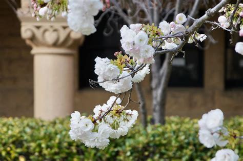 Prunus Serrulata Flower