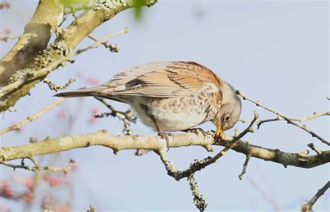 Thursday Th January Cornwall Birds Cbwps