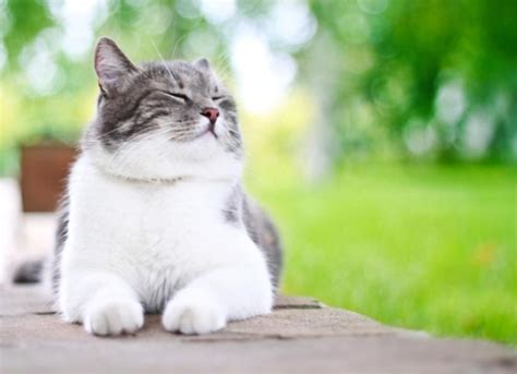 The Best Heartworm Medications for Cats | PetMD