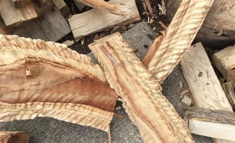 Is Poplar A Good Firewood Top 5 Types And Basic Pros Cons