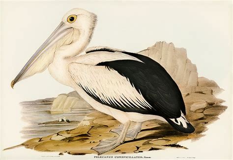 Australian Pelican (Pelecanus conspicillatus) illustrated | Free Photo Illustration - rawpixel