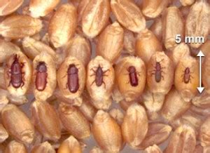 Canadian Grain Commission Insect Identification Keys Stored Grain