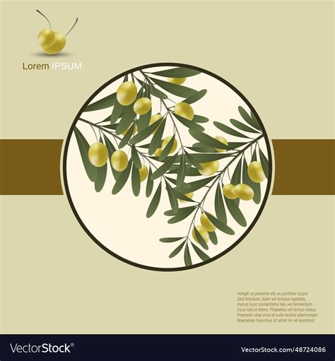 Olive tree branch Royalty Free Vector Image - VectorStock