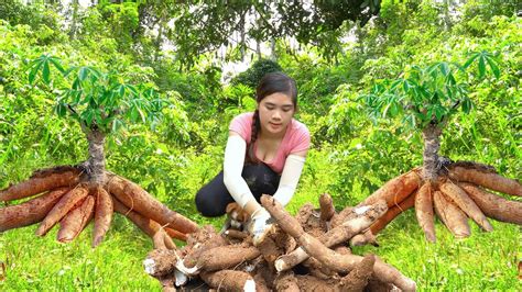 Harvesting High Yield Cassava Boil Go To Market Sell New Life