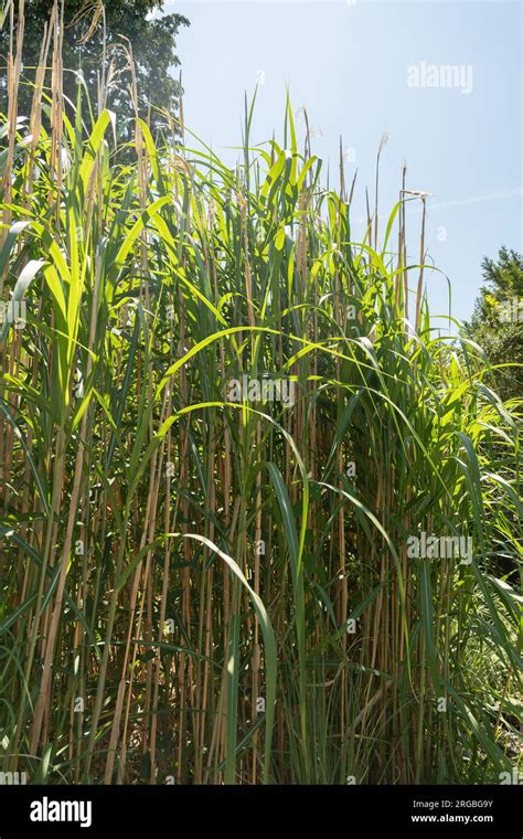 Zurigo Svizzera 14 Luglio 2023 Miscanthus X Giganteus O Pianta Di