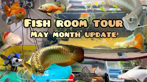 🤩fish Room Tour🐠 All My Fish In Single Video🥳 May Month Fish Room