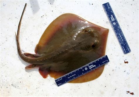 Atlantic Stingray A Field Guide To The Fishes Of Charlotte Harbor