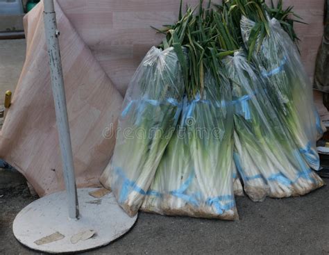 Bags Of Fresh Leeks Stacked Up In Local Market In South Korea Stock