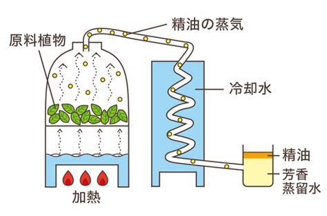 ハーブ専門店「enherb（エンハーブ）」公式webサイト アロマセラピーの基礎知識／サントリーグループのハーブ専門店「enherb（エン