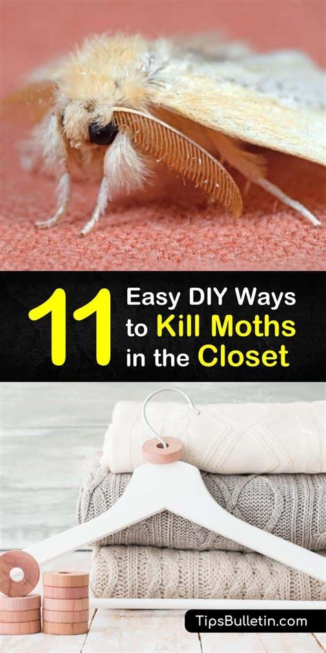 11 Easy DIY Ways to Kill Moths in the Closet | Getting rid of moths ...