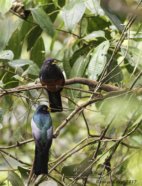 Choco Trogons Best Birdwatching Natural History And Bird Flickr