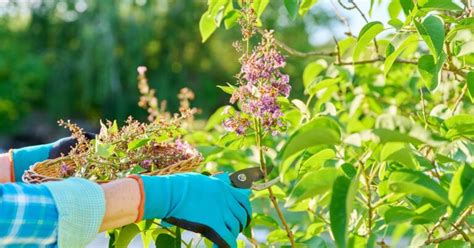 11 Tips For Pruning Your Lilacs This Season