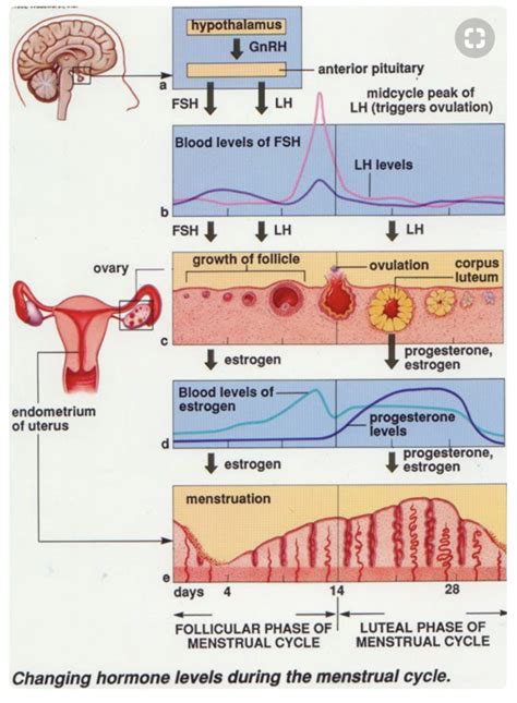 Reproductive Drugs And Hormones Diagram Quizlet