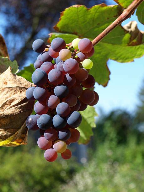 70 Rotten Hanging Vines Stock Photos Pictures And Royalty Free Images