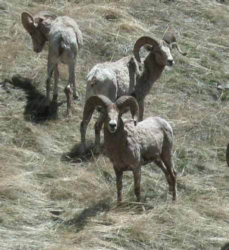 Montana Bighorn Sheep Hunting Guide & Outfitter for the Missouri Breaks