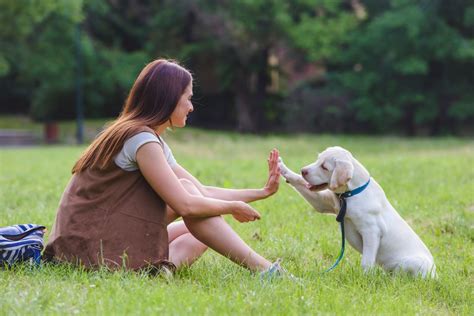 Gå tur med hund tips for en bedre tur zooplus magasin