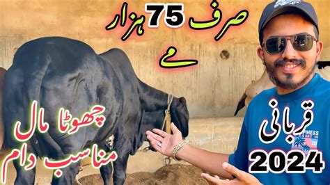 Nazimabad Ka Shoqeen Sirf 75 Hazar Me Qurbani 2024 Ka Janwer Cow