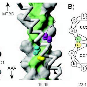 Molecular structure of intact cytoplasmic dynein | Download Scientific ...