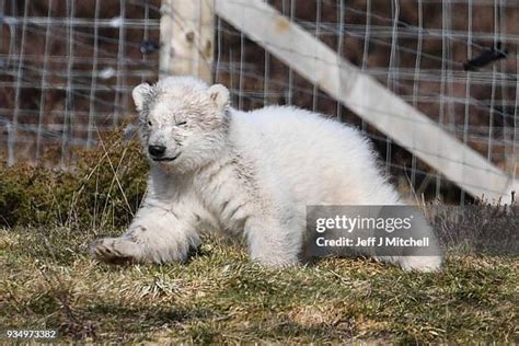 Highland Wildlife Park Photos And Premium High Res Pictures Getty Images