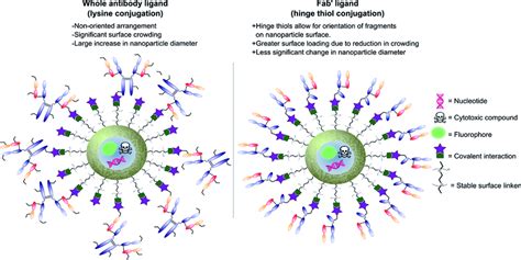 Graphic representations comparing whole antibody and antibody fragment... | Download Scientific ...