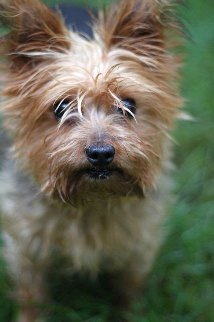 Jack Russell Yorkie Mix