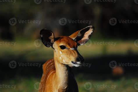 An African Antelope 4466814 Stock Photo at Vecteezy