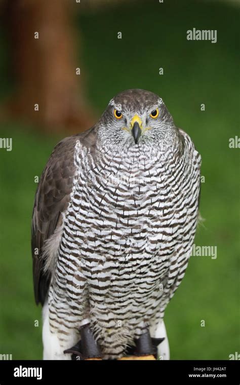 Falcon bird of prey Stock Photo - Alamy