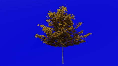 Tree Plants Animation Loop Sugar Maple Acer Saccharum Green